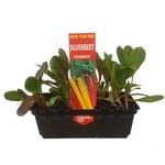 Punnet Silverbeet Rainbow - Beta vulgaris subsp. vulgaris