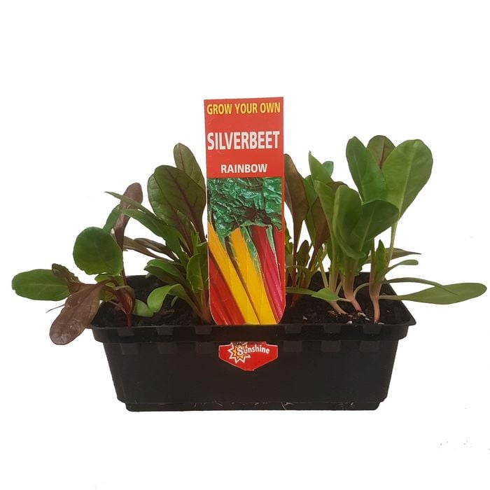 Punnet Silverbeet Rainbow - Beta vulgaris subsp. vulgaris
