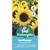 Fothergill's Sunflower Dwarf Sunsation Flower Seeds