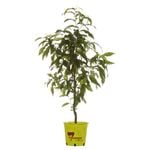Fruit Trees & Plants