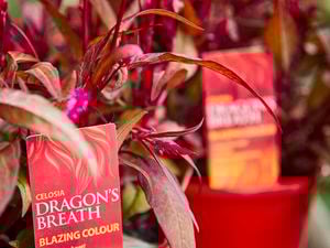 Celosia Dragon's Breath Australian native plant (Celosia argentea plumosa)