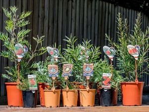 Various native Australian plants in pots