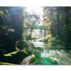Misty Dark Dense Bush Lining River  Print 100% Australian Made 120 x 90cm  (Stretched)