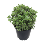 4.5L Pittosporum Silverball - Pittosporum tenuifolium