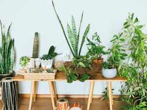 Various indoor plants.
