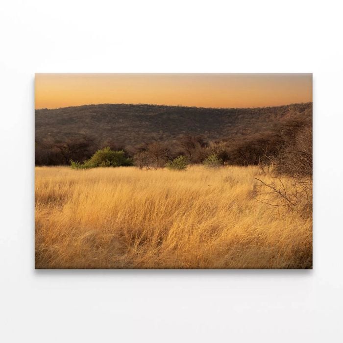 Grassland Glows Golden in Namibia  Print 100% Australian Made 90 x 60cm  (Stretched)