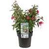 180mm Assorted Fuchsia - Fuchsia sp.