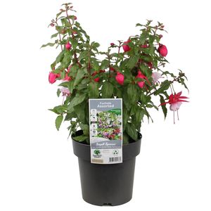 180mm Assorted Fuchsia - Fuchsia sp.