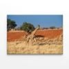 Giraffe Walking In a Field  Print 100% Australian Made 120 x 90cm  (Stretched)