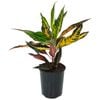 125mm Elaine - Croton Codiaeum variegatum