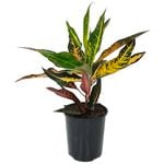 125mm Croton Elaine - Codiaeum variegatum