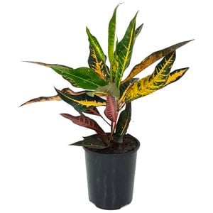 125mm Elaine - Croton Codiaeum variegatum