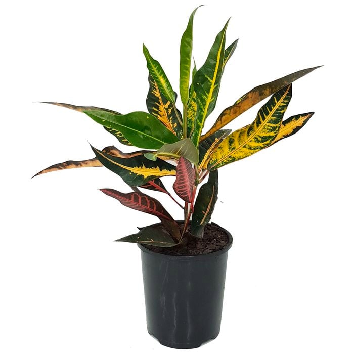 125mm Elaine - Croton Codiaeum variegatum