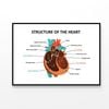 Anatomy Of Human Heart  Print 100% Australian Made 120x90cm  (Poster)
