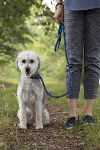 Dog wearing a blue lead.
