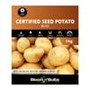 Bloomin' Bulbs 1kg Certified Seed Potato Bliss