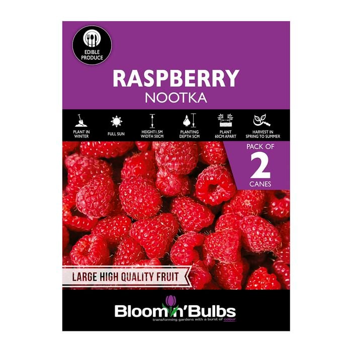 Bloomin' Bulbs Raspberry Nootka - 2 Pack