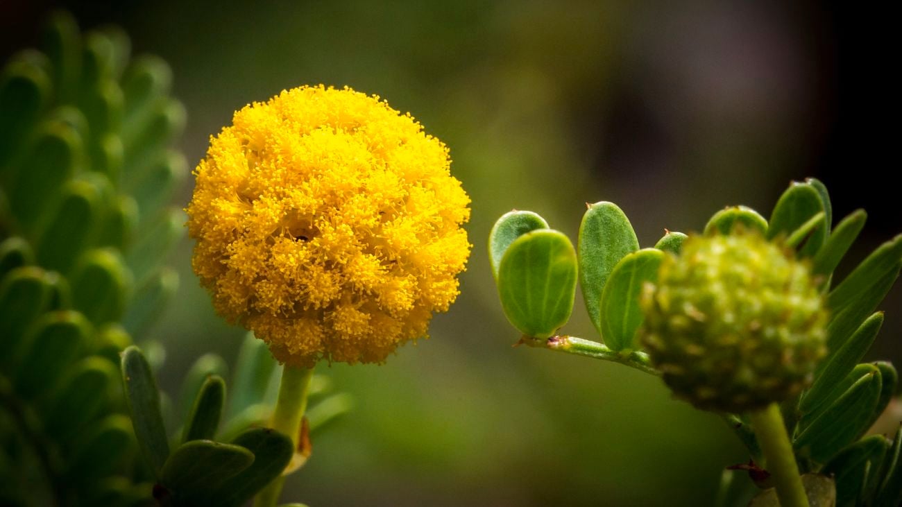 Close up of a small, round, yellow billy button drumstick flower.