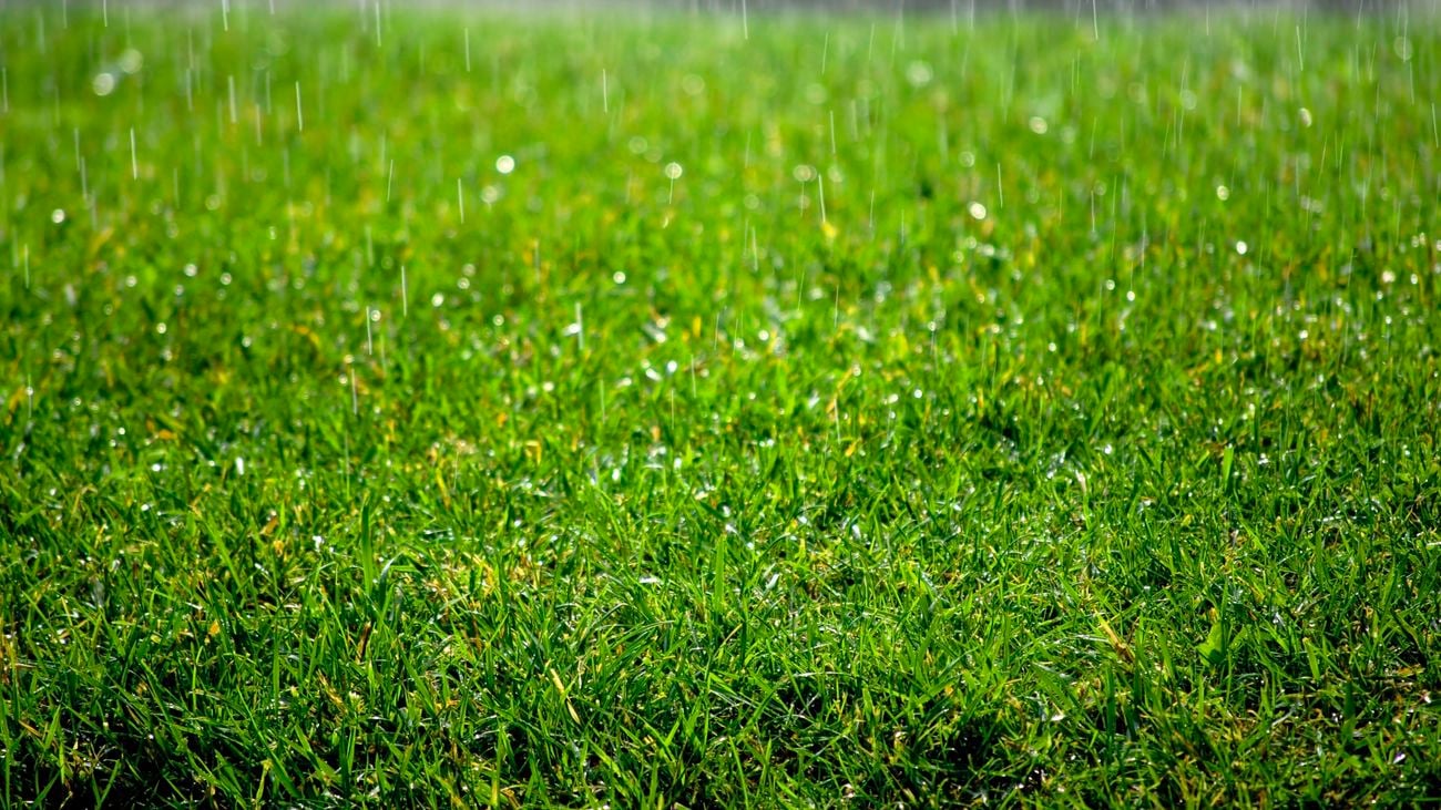 Rain drops falling on lush green grass