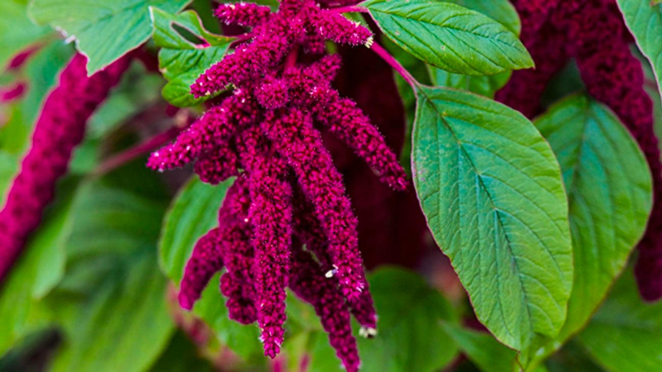 Dark pink amaranthus flowers.