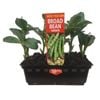 Broadbeans Punnet - Grow Your Own Range