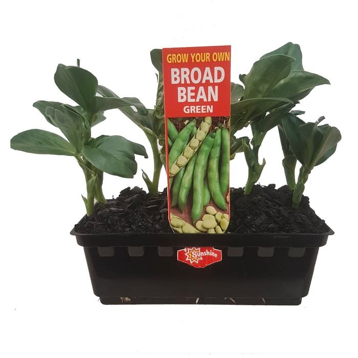 Broadbeans Punnet - Grow Your Own Range
