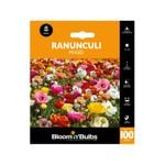 Bloomin' Bulbs Ranunculi Mixed - Ranunculus asiaticus - 100 Pack