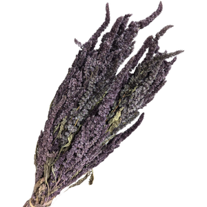 Blooms Of Joy 40cm Mauve Amaranthus Flowers