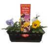 Viola Harbour Lights Punnet - Viola cornnuta