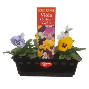 Viola Harbour Lights Punnet - Viola cornnuta
