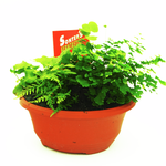 200mm Assorted Fern Dish - Filicales