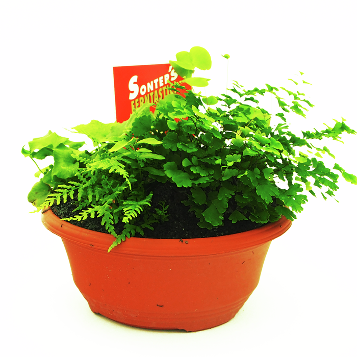 200mm Assorted Fern Dish - Filicales