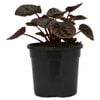 120mm Silver Heart Peperomia- Peperomia marmorata