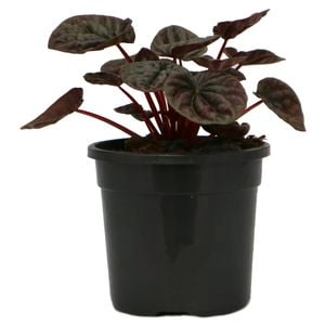 120mm Silver Heart Peperomia- Peperomia marmorata