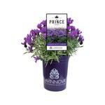 140mm Lavander The Prince - Lavandula hybrid