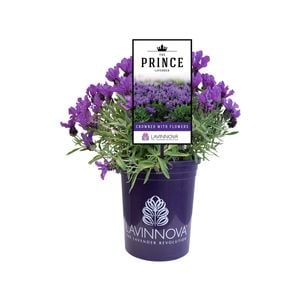 140mm Lavander The Prince - Lavandula hybrid