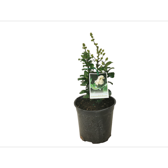 Plant Ligustrum Rotundifolium Pb5
