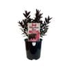 1.9L Hebe Chocolate Box Strawberry Truffle
