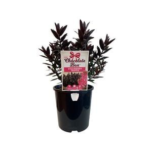 1.9L Hebe Chocolate Box Strawberry Truffle