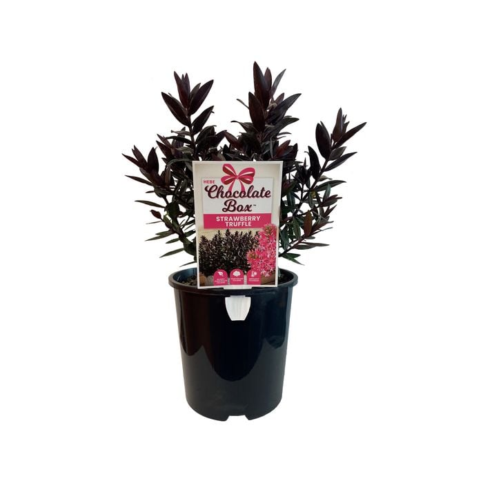 1.9L Hebe Chocolate Box Strawberry Truffle