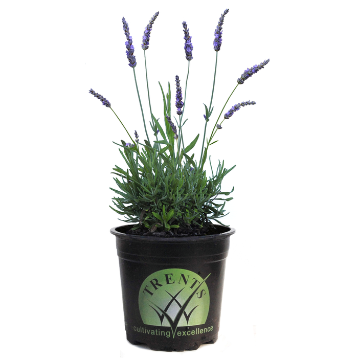 1.5L Lavender Grosso - Lavender intermedia