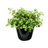 1.9L Fuchsia Procumbens