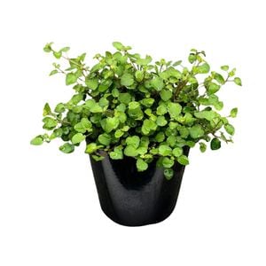 1.9L Fuchsia Procumbens