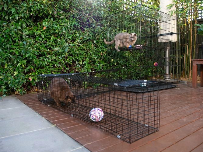 Safe cages for your cat