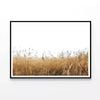 Field Of Tall Grass under a Sky  Print 100% Australian Made 90x60cm  (Poster)