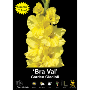 Yarra Valley Bulbs Gladioli Bra Val - 4 Pack