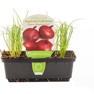 Punnet Onion Odourless Red - Allium cepa