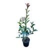 4L Red Robin - Photinia Fraseri