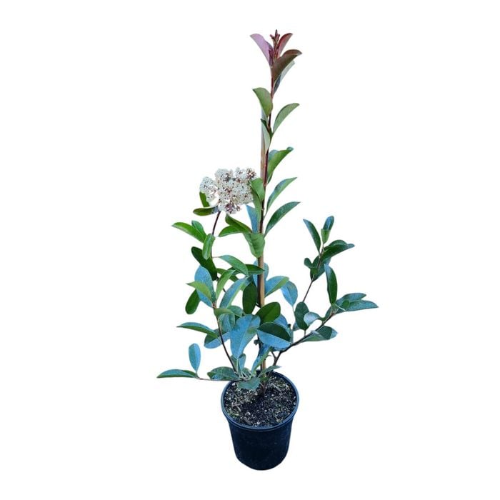 4L Red Robin - Photinia Fraseri