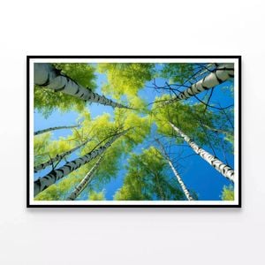 Birch Tree with Blue Sky  Print 100% Australian Made 120x90cm  (Poster)